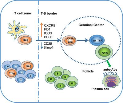 Ex-TFRs: A Missing Piece of the SLE Puzzle?